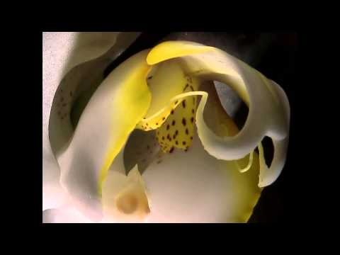 Beautiful Orchid Sunrise   with the Hirox 3D Digital Microscope KH 8700