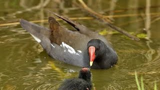 Download lagu Suara Pikat Burung Mandar Batu atau Peruk | Cara Menggunakan Alat Manual | Night Heron Channel mp3