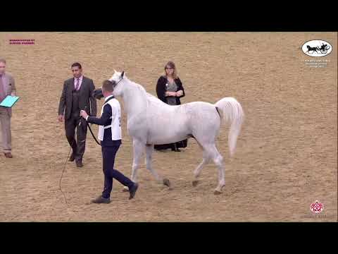 N 365 WASET AL SHAQAB   Doha International Arabian Horse Show 2023   Stallions 7 10 Years Old Class