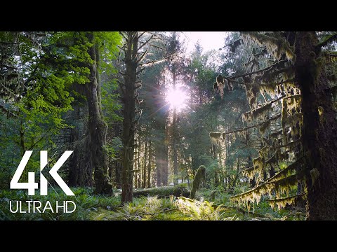 4K Sunny Forest Birdsong - 8 HOURS of Birds Singing in the Woods - Relaxing Nature Video & Sounds