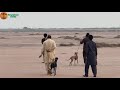 Greyhound Racing In Punjab Tazi Dog Vs Rabbit Race Open Coursing