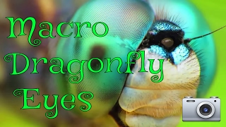 Photographing Blue Dasher Dragonfly Eyes. Ultra Macro Video!