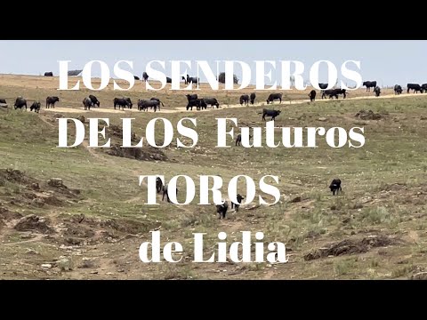 ♥️SENDEROS de Los FUTUROS TOROS de Lidia de Victorino