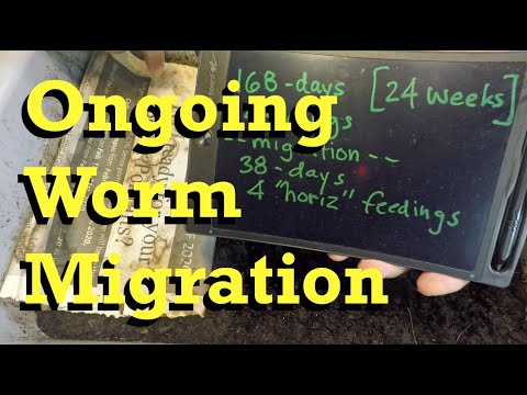 Ongoing migration in 168-day (24-week) red wiggler worm bin - vermicomposting