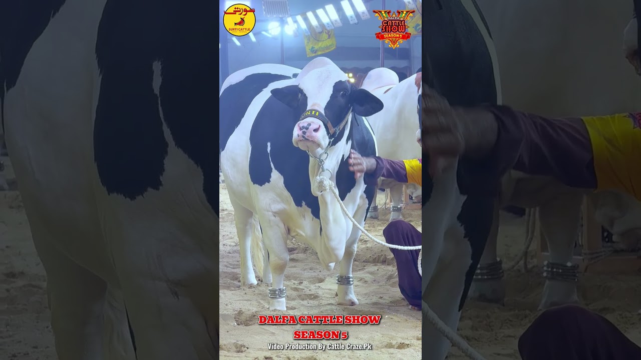 Surti Cattle Farm Beauty