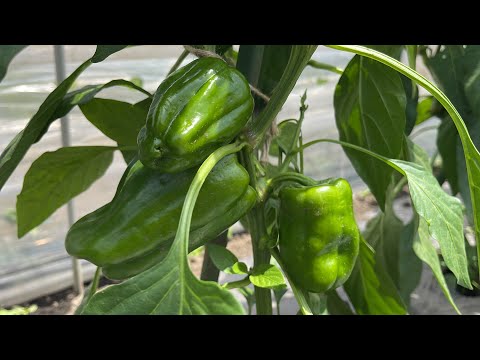 唐辛子のまき方 バケツの種の発芽 ガーデニングのヒント