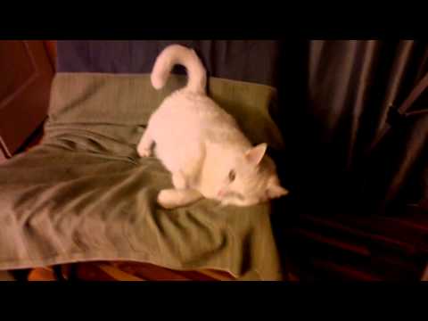 Amazing Super Loud Cat!!! How do you know your cat is deaf: Video 2