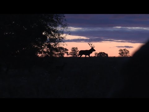 Jagd im Morgengrauen - Faszinierende Brunft in Masuren!