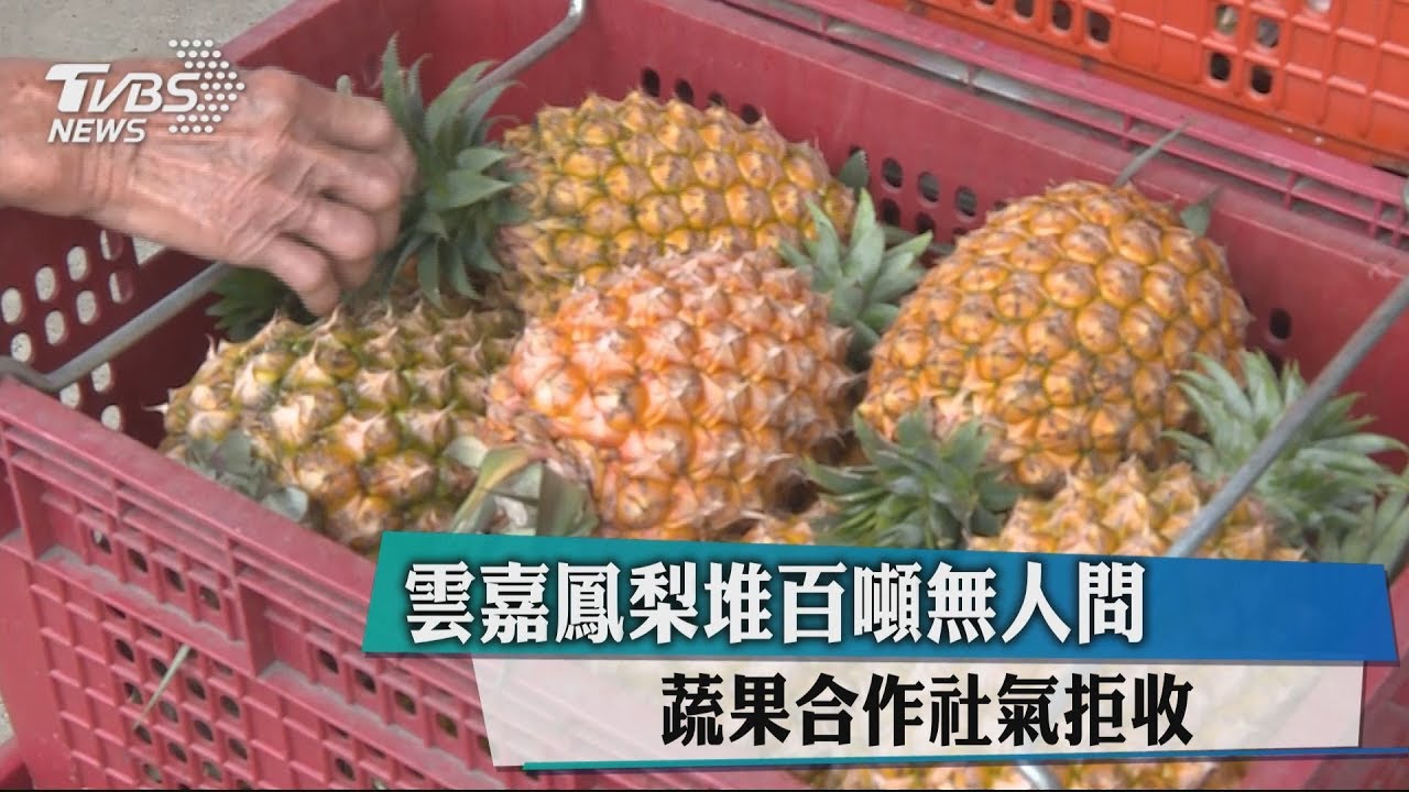 雲嘉鳳梨堆百噸無人問 集貨場氣拒收