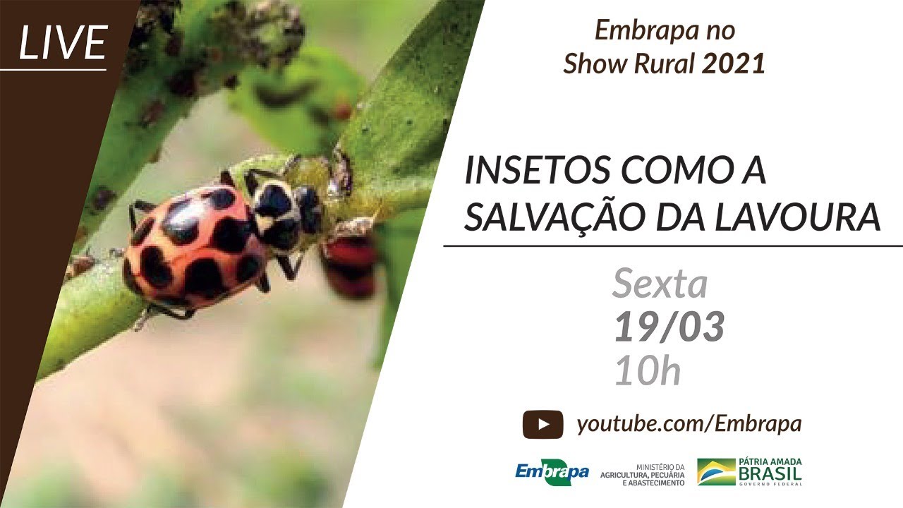 Insetos como a salvação da lavoura