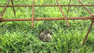 preview picture of video 'Scholeksterjongen op het nest'
