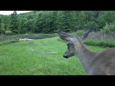 Salamander Pond Stump Cam June 2022
