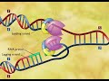 Dna Replication Animation