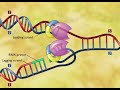 DNA Replication 3D Animation