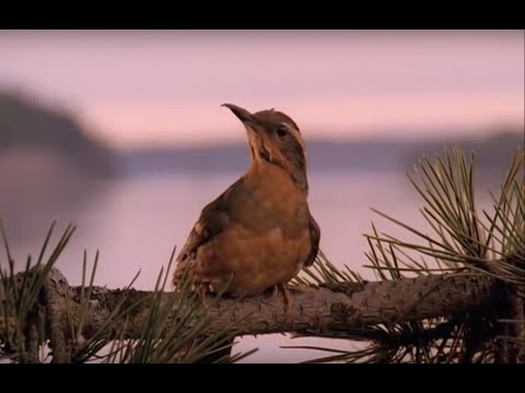 video frame placeholder