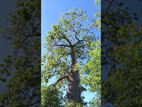 #naturezasurpreendente #barriguda #paisagem Alvorada do Norte Go