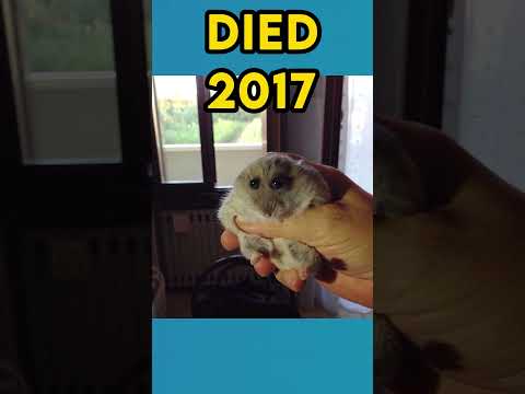 The Most Popular Meme Animals (then vs now)