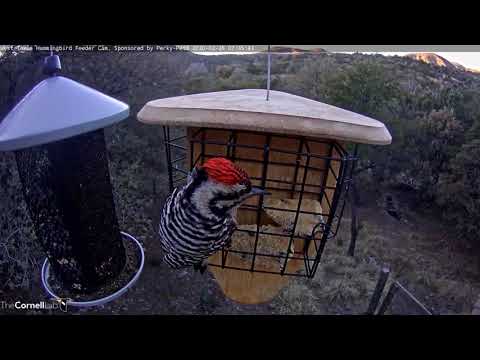 Ladder-backed Woodpecker Interrupts Pine Siskins In West Texas – Feb. 26, 2020