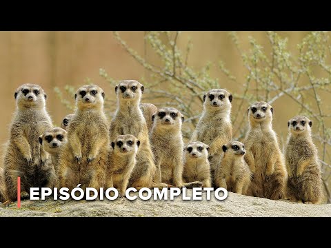 Não mexa com as suricatas | Ícones da Vida Silvestre 104