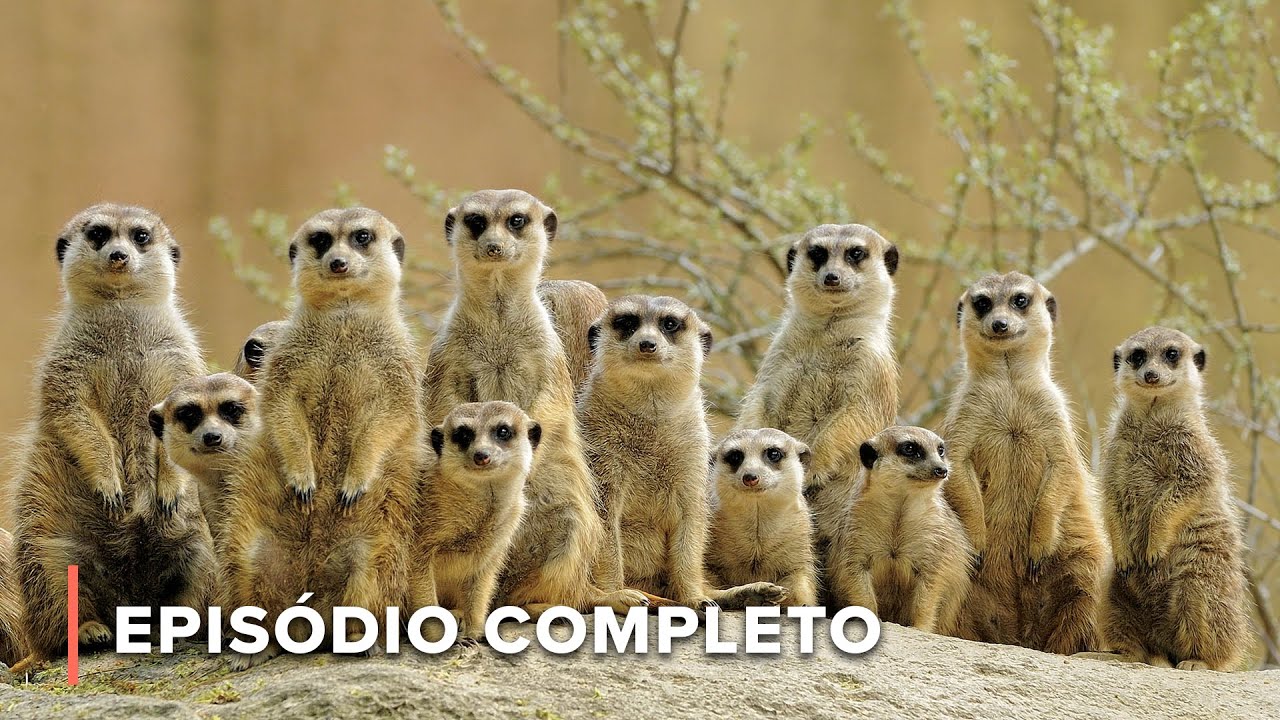 Não mexa com as suricatas | Ícones da Vida Silvestre 104