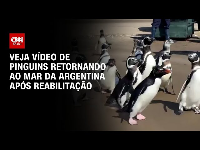 Veja momento em que pinguins retornam ao mar na Argentina após meses em reabilitação | CNN BRASIL