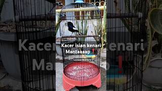 Download lagu Istimewa❗kacer isian kenari mp3