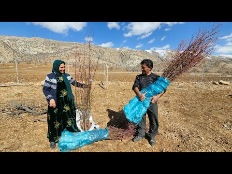 Why did we leave the house? (Provision of trees) They must be planted in less than 24 hours. 