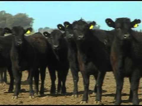 ANGUS DE LLORET REMATE ANUAL  03-09-11 TOROS Y VAQUILLONAS.m1v