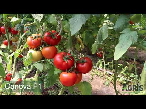 Canova F1 - Cultura de tomate în jud. Giurgiu, loc. Câmpurelu, la domnul Ștefan Marian