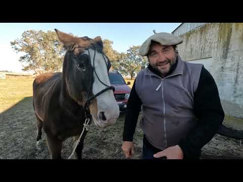 VIDA CAMPESTRE - TRABAJOS RURALES Y FELIZ DIA DEL PADRE #VIDACAMPESTRE #CAMPO #MDQTEAM #CABALLOS