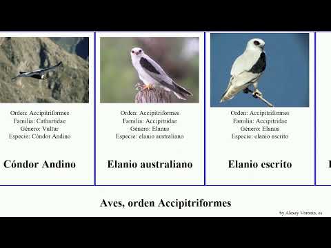 Aves, orden Accipitriformes busardo gavilán águila aguilucho culebrera común lagunero oriental del