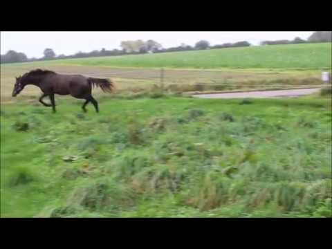 Alby's J Lo e  Sezuan 2017