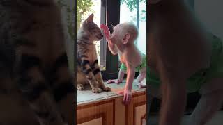 Download lagu Baby love cat so cute mp3 Download lagu Baby love cat so cute mp3