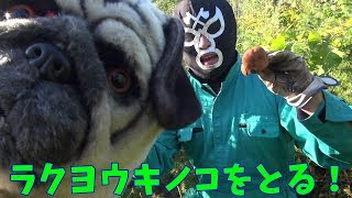 洛陽キノコをとる！