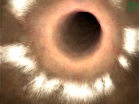 Les voies gastro-intestinales du corps humain