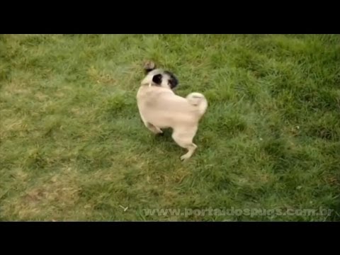 Butcher's - "Lean & Tasty" - Comercial de TV - Propaganda com Pug