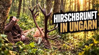 Hirschbrunft in Ungarn I Der Erlenkönig