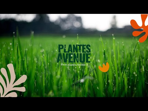 Hosta x 'Devon Green' by Plantes Avenue