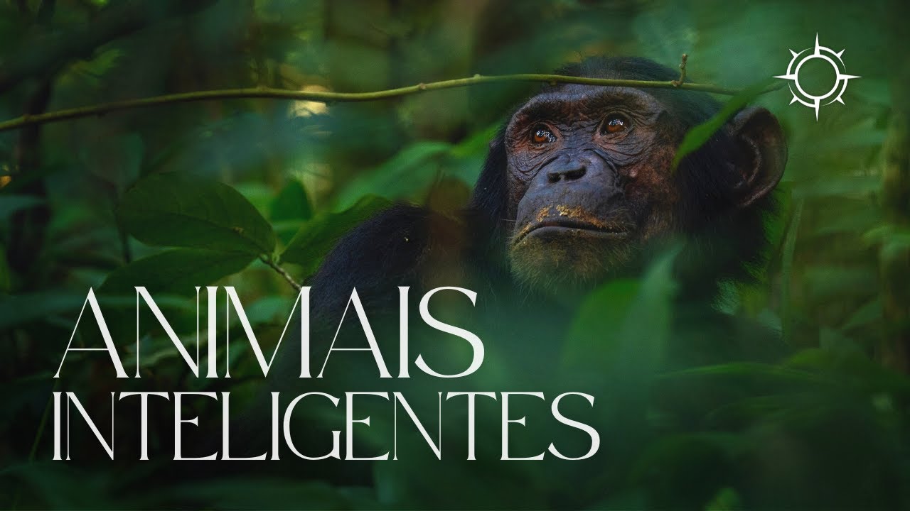 Chimpanzés: Inteligência ou acaso? | Mundo Animal | Origens