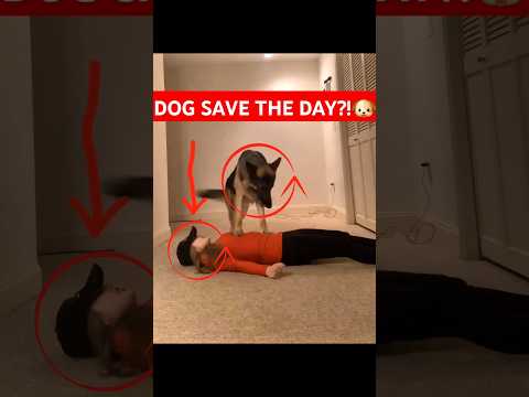 Animal Saves Human?! #animalsavinglives #shorts #animals