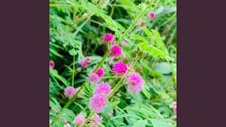 Chocolate Girl (Freestyle)