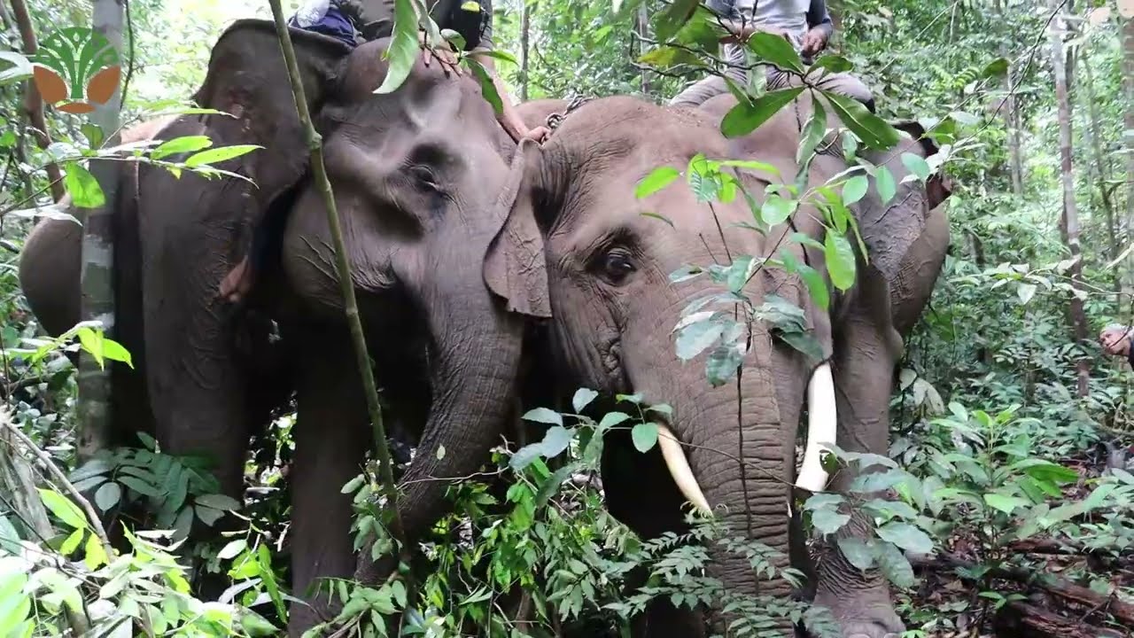 Momen Seekor  Gajah Liar Di Kampar Pada Saat Translokasi Oleh BKSDA Riau