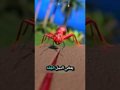 هكذا يتداوى الجروح عند الجنود