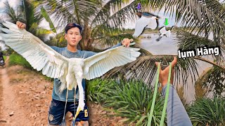 Ná Cao Su - Bắn Hạ Siêu Cò Nặng Hơn 1Kg  Cực Đẳng Cấp  || Tiến Đạt SlingShot