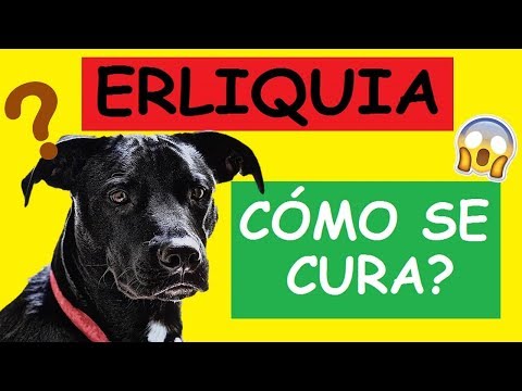HOW TO CURE ERLICHIA IN DOGS