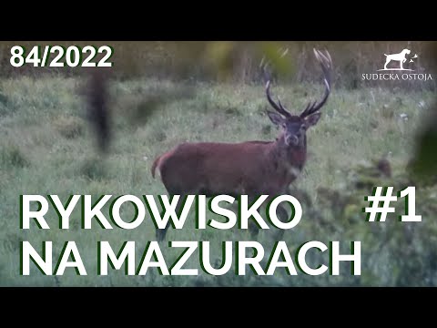 SUDECKA OSTOJA 84/2022 Rykowisko na mazurach #1. Jagd Deer wildboar deerhunting hunt
