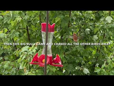 Hummingbirds, a big beautiful rufous hummingbird occupied our bird feeder, chased away the others