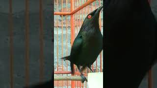 Download lagu Cucak keling gacor teler #shorts mp3