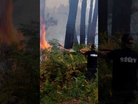 The relentless battle against France's wildfires | DW News