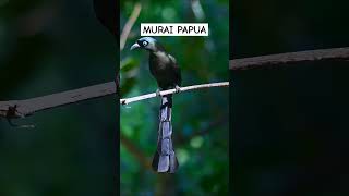 Download lagu Murai Papua#muraipapua #kicaumania mp3